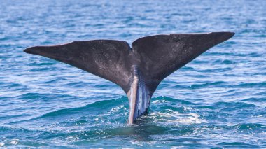 Dalış bir Sperm balina kuyruğu