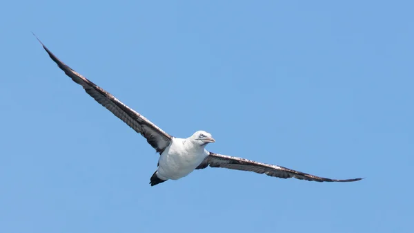 Jovem Gannet do Norte (Morus bassanus) em voo — Fotografia de Stock