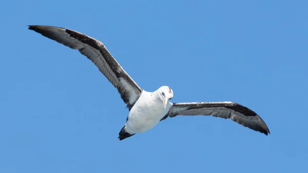 Jovem Gannet do Norte (Morus bassanus) em voo — Fotografia de Stock