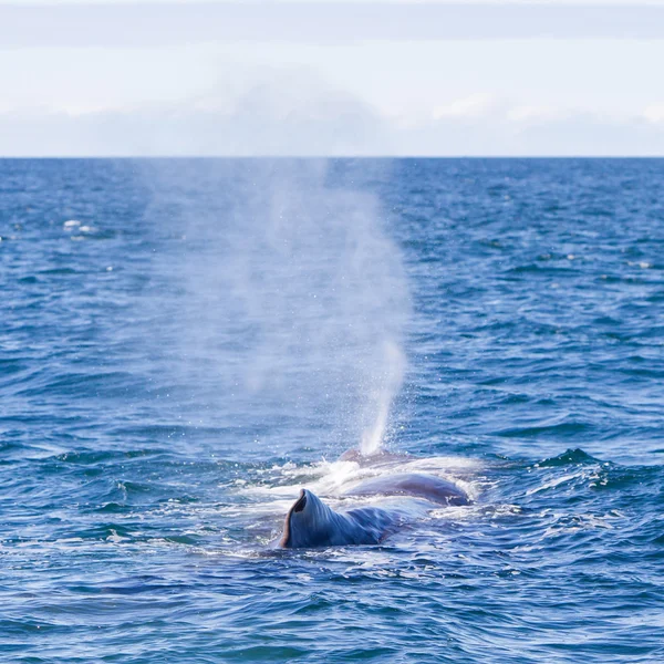 Explosión de una gran ballena espermática cerca de Islandia — Foto de Stock