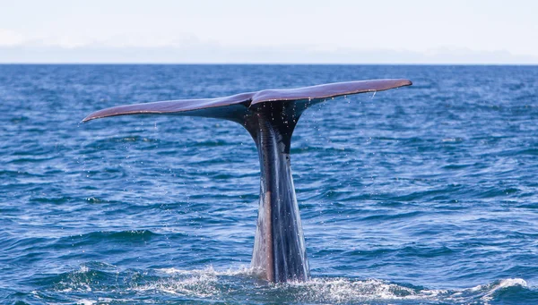 다이빙 하는 향고래의 꼬리 — 스톡 사진