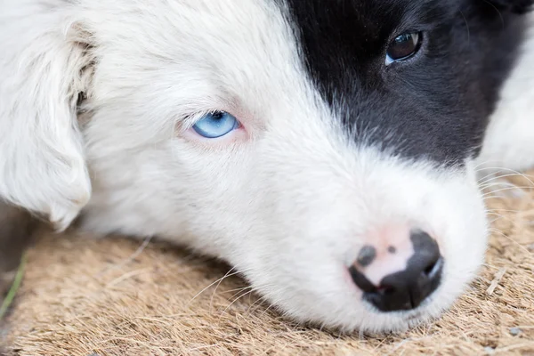 Border Collie puppy on a farm — Stock Photo, Image