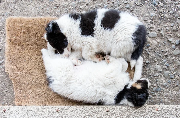 Border Collie puppies sleeping on a farm — Stock Photo, Image