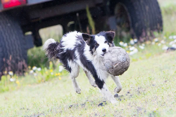 Figlarny Border collie — Zdjęcie stockowe