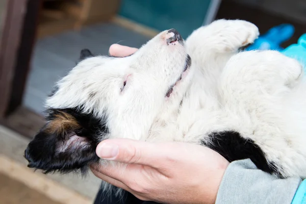 Kleine Bordercollie puppy in de armen van een vrouw — Stockfoto
