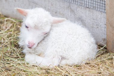 Yeni doğan kızcağıza çimenlerin üzerinde dinlenme