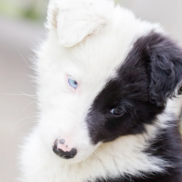 Border Collie pup op een boerderij — Stockfoto