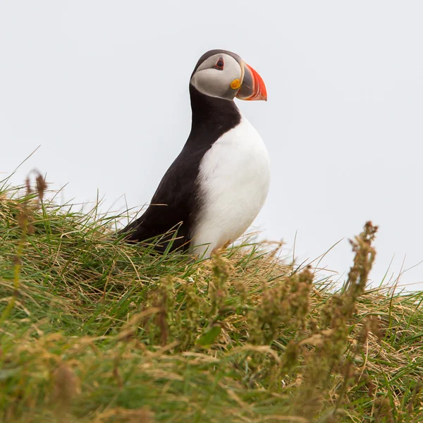 Puffin colorido aislado en ambiente natural —  Fotos de Stock