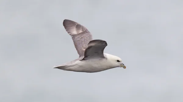 Fulmar, Fulmarus glacialis — Fotografia de Stock