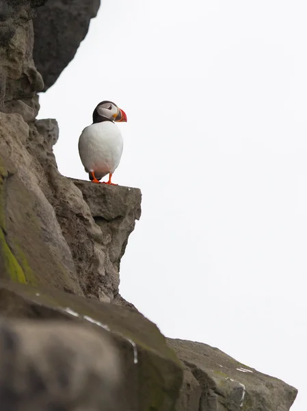 Puffin colorido aislado en ambiente natural —  Fotos de Stock