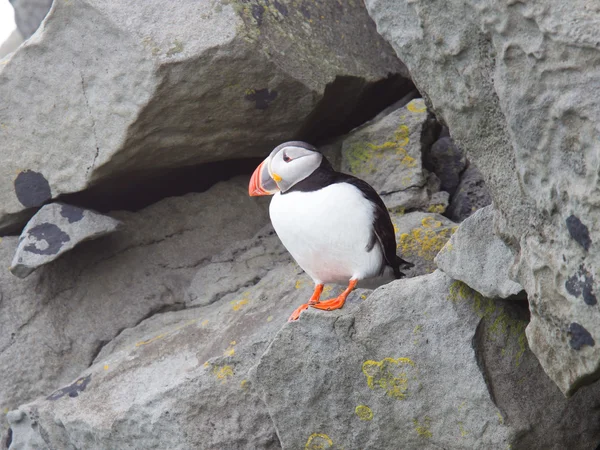 Barevné Puffin izolován v přirozeném prostředí — Stock fotografie