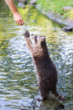 Racoon gıda için yalvarıyor