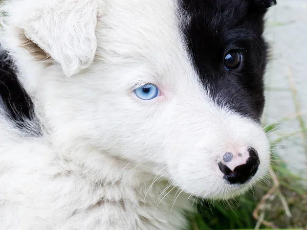 Border Collie pup op een boerderij — Stockfoto