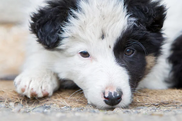 Kleine Border Collie pup op een boerderij, rust — Stockfoto