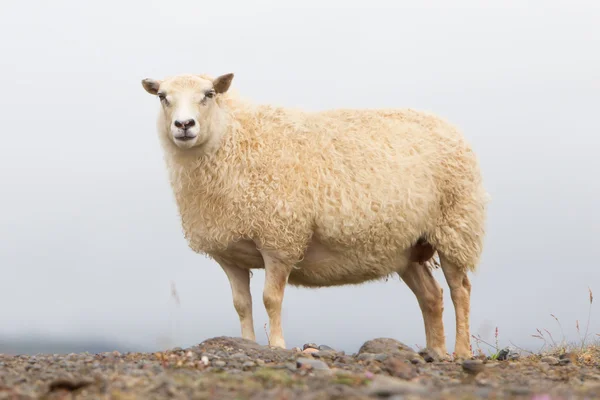 Single Icelandic sheep — Stock Photo, Image