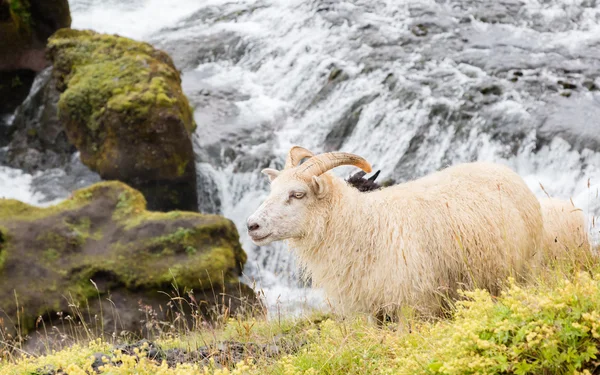 Isländska fåren i äng — Stockfoto