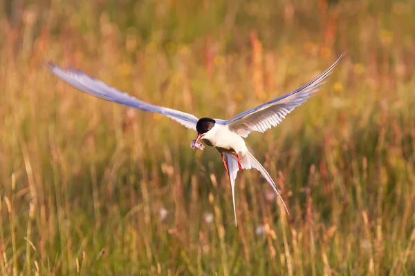 Arctic tern with a fish - Warm evening sun — Stock Photo, Image