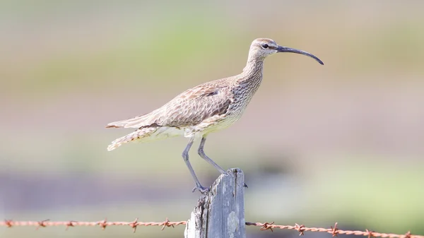 Whimbrel em Islândia — Fotografia de Stock