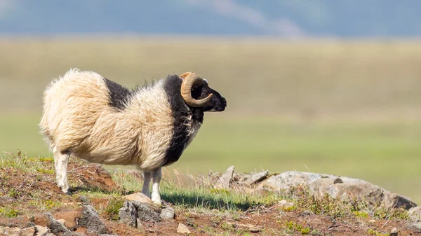 En isländsk Bighorn sheep — Stockfoto