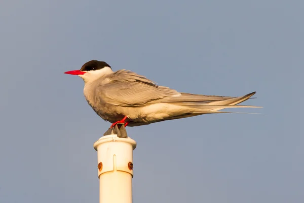 Arctic tern resting, evening sun — Stock Photo, Image