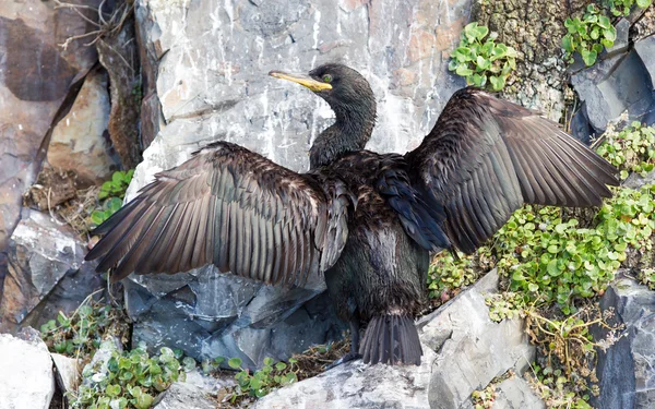 Europeiska shag eller gemensamma shag, Phalacrocorax aristotelis — Stockfoto