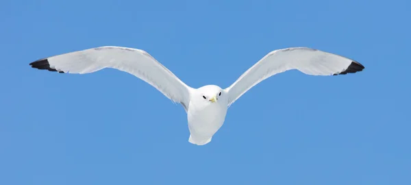 Kittiwake de pernas pretas voando — Fotografia de Stock