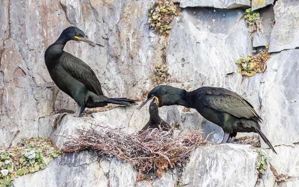 Europese shag (phalacrocorax aristotelis) — Stockfoto