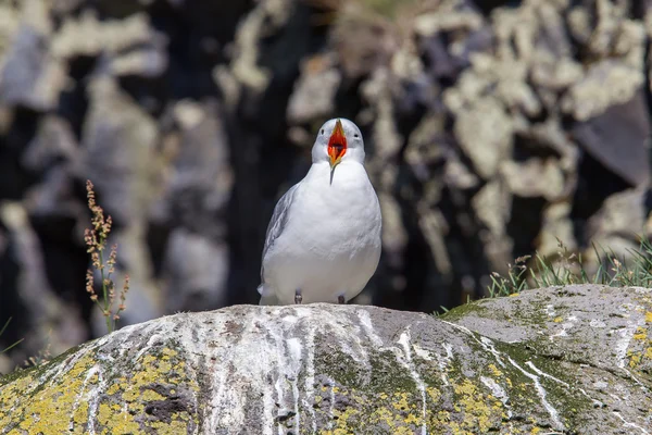 Μαύρο κουτσές θαλάσσιου πτηνού kittiwake — Φωτογραφία Αρχείου