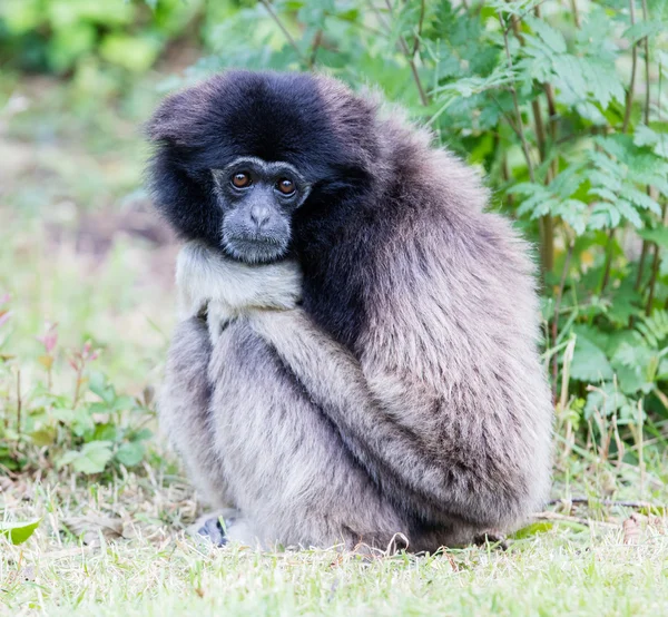 Dospělý bílý podal gibbon — Stock fotografie
