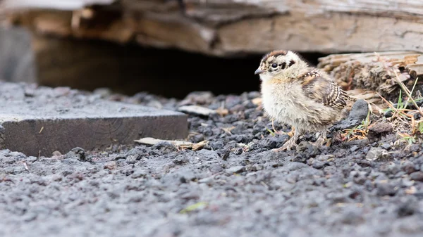 Rock ptarmigan (Lagopus mutus) chick — Stockfoto