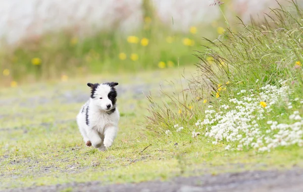 Kleine Border Collie pup op een boerderij — Stockfoto