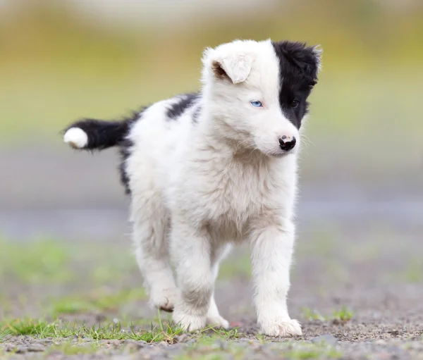 Border Collie pup op een boerderij — Stockfoto