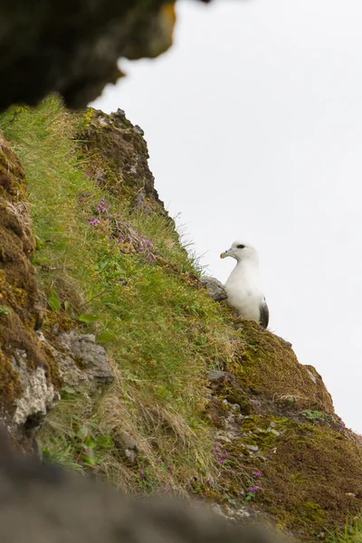 Fulmar, Fulmarus glacialis — стокове фото