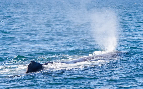 Explosión de una gran ballena espermática cerca de Islandia — Foto de Stock