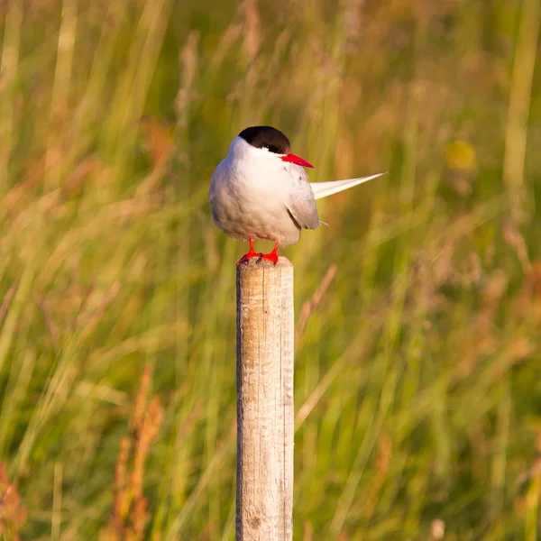 Arktische Seeschwalbe, warmes Abendsonnenlicht — Stockfoto