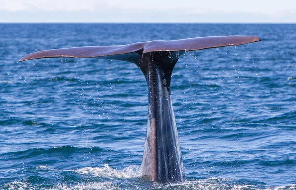 Cola de un espermatozoide Buceo ballena — Foto de Stock