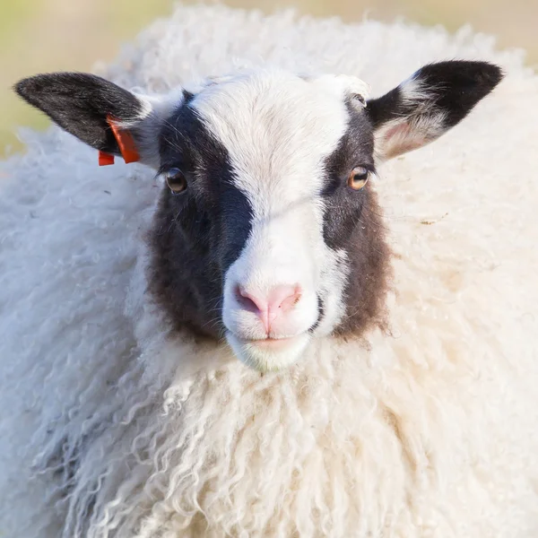 Icelandic sheep, close-up — Stock Photo, Image