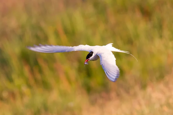 Arctic tern with a fish - Warm evening sun — Stock Photo, Image