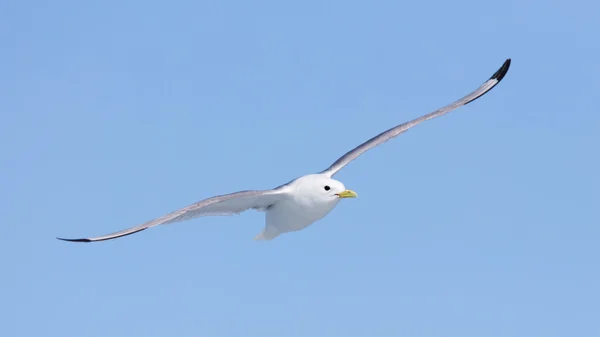 블랙 다리 kittiwake 비행 — 스톡 사진