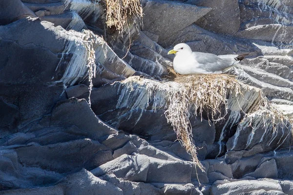 Kittiwake de patas negras — Foto de Stock