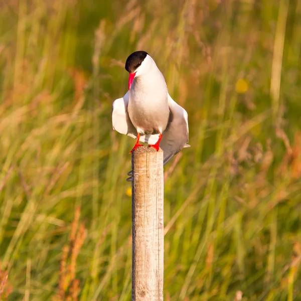 Arctic tern resting, warm evening sunlight — Stock Photo, Image