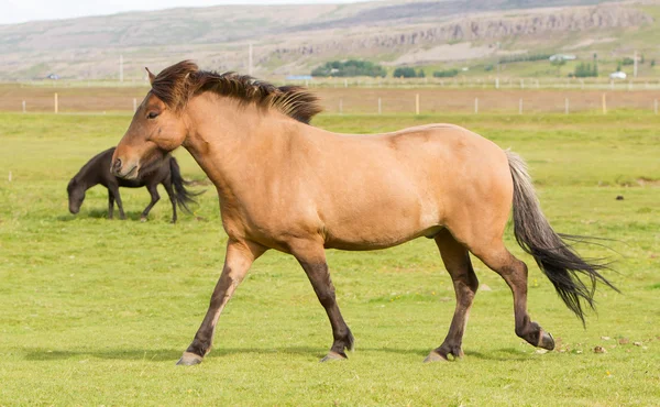 Braunes Islandpferd — Stockfoto