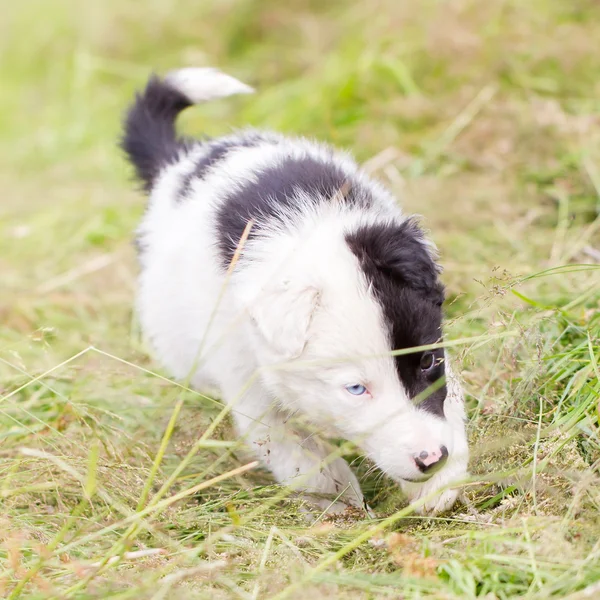 Border Collie szczeniak na farmie — Zdjęcie stockowe