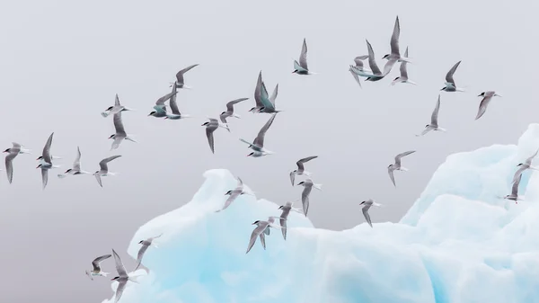 Birdlife in Jokulsarlon, un gran lago glaciar en Islandia — Foto de Stock