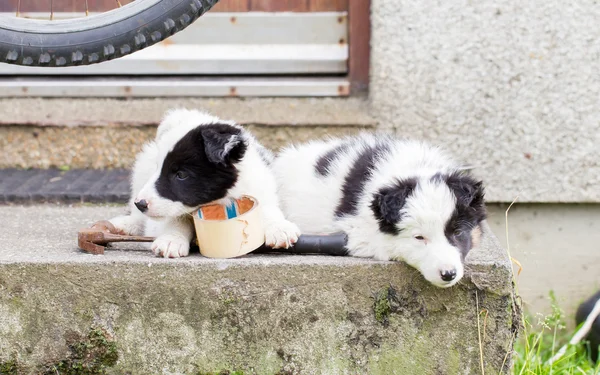 Border Collie pups slapen op een boerderij — Stockfoto