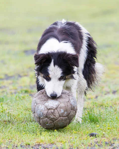 Juguetón Frontera Collie — Foto de Stock