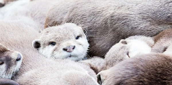 Pigro gruppo di asiatico piccolo artiglio lontra — Foto Stock