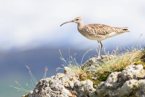 Whimbrel en Islandia — Foto de Stock