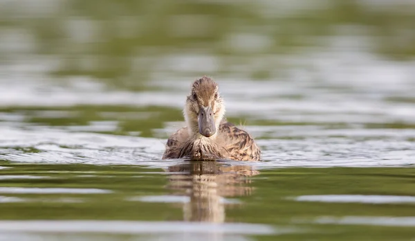 Young mallard duck, juvenile — Stock Photo, Image