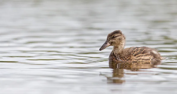 Mladá kachna divoká kachna, juvenilní — Stock fotografie